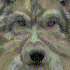 druidwolf